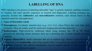 Dna Sample Label Advanced Techniques and Applications in Genomic Probes and DNA Labeling ...