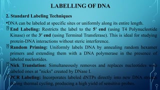 Dna Sample Label Advanced Techniques and Applications in Genomic Probes and DNA Labeling ...