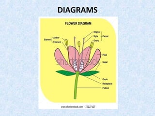 DIAGRAMS
 