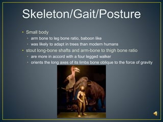• Small body 
• arm bone to leg bone ratio, baboon like 
• was likely to adapt in trees than modern humans 
• stout long-bone shafts and arm-bone to thigh bone ratio 
• are more in accord with a four legged walker 
• orients the long axes of its limbs bone oblique to the force of gravity 
 