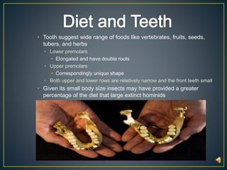 • Tooth suggest wide range of foods like vertebrates, fruits, seeds, 
tubers, and herbs 
• Lower premolars 
• Elongated and have double roots 
• Upper premolars 
• Correspondingly unique shape 
• Both upper and lower rows are relatively narrow and the front teeth small 
• Given its small body size insects may have provided a greater 
percentage of the diet that large extinct hominids 
 
