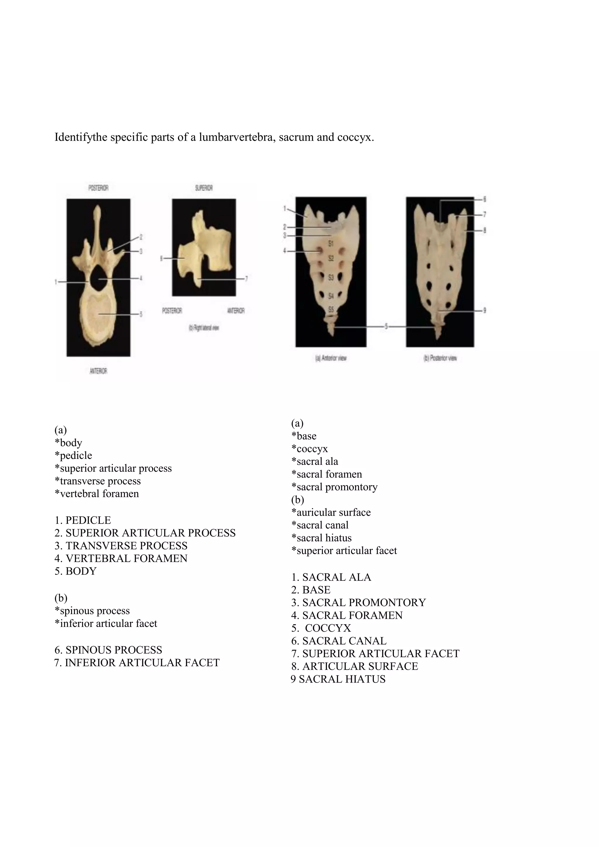 Identifythe specific parts of a lumbarvertebra, sacrum and coccyx.
(a)
*body
*pedicle
*superior articular process
*transverse process
*vertebral foramen
1. PEDICLE
2. SUPERIOR ARTICULAR PROCESS
3. TRANSVERSE PROCESS
4. VERTEBRAL FORAMEN
5. BODY
(b)
*spinous process
*inferior articular facet
6. SPINOUS PROCESS
7. INFERIOR ARTICULAR FACET
(a)
*base
*coccyx
*sacral ala
*sacral foramen
*sacral promontory
(b)
*auricular surface
*sacral canal
*sacral hiatus
*superior articular facet
1. SACRAL ALA
2. BASE
3. SACRAL PROMONTORY
4. SACRAL FORAMEN
5. COCCYX
6. SACRAL CANAL
7. SUPERIOR ARTICULAR FACET
8. ARTICULAR SURFACE
9 SACRAL HIATUS
 