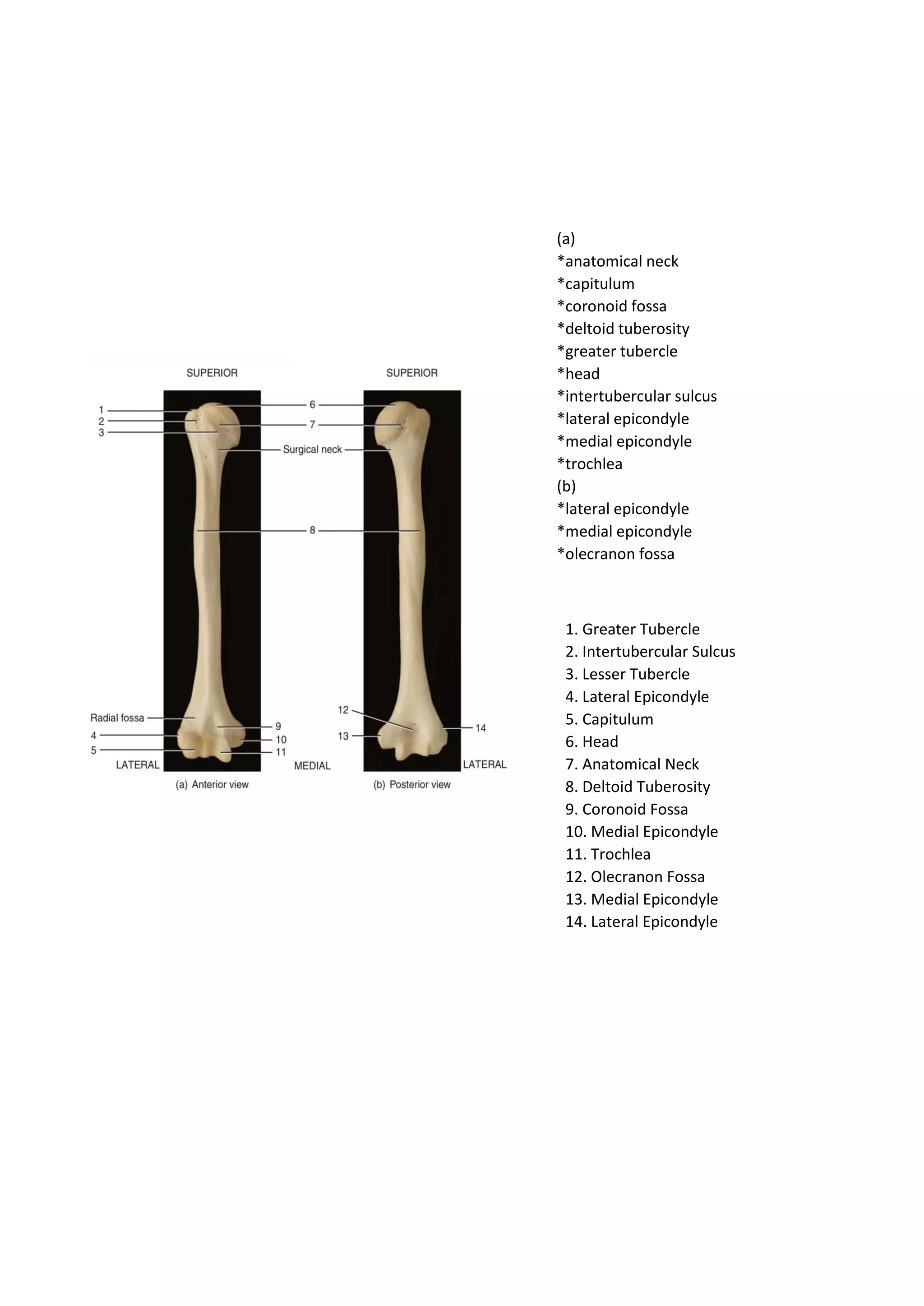 (a)
*anatomical neck
*capitulum
*coronoid fossa
*deltoid tuberosity
*greater tubercle
*head
*intertubercular sulcus
*lateral epicondyle
*medial epicondyle
*trochlea
(b)
*lateral epicondyle
*medial epicondyle
*olecranon fossa
1. Greater Tubercle
2. Intertubercular Sulcus
3. Lesser Tubercle
4. Lateral Epicondyle
5. Capitulum
6. Head
7. Anatomical Neck
8. Deltoid Tuberosity
9. Coronoid Fossa
10. Medial Epicondyle
11. Trochlea
12. Olecranon Fossa
13. Medial Epicondyle
14. Lateral Epicondyle
 