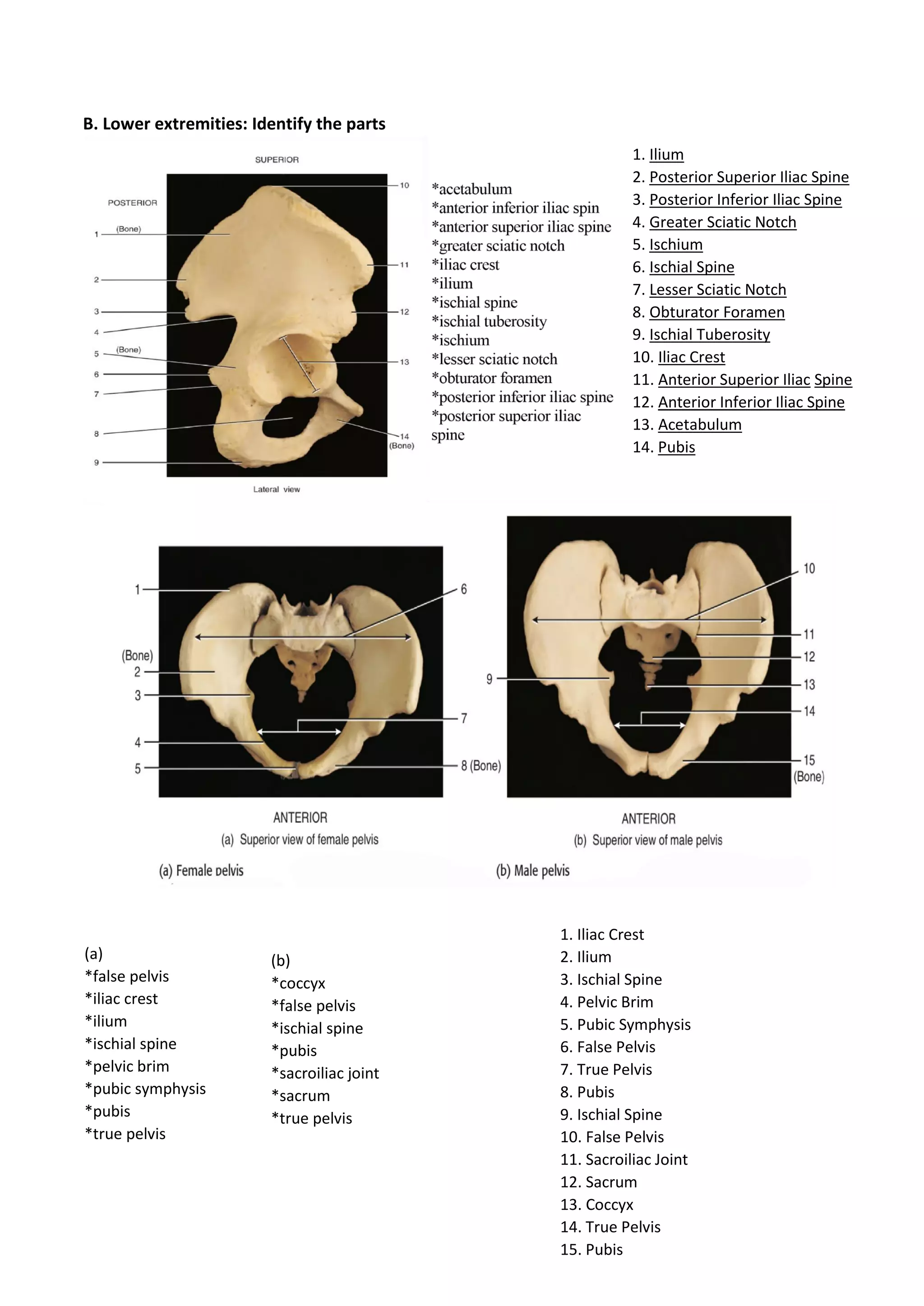 B. Lower extremities: Identify the parts
1. Ilium
2. Posterior Superior Iliac Spine
3. Posterior Inferior Iliac Spine
4. Greater Sciatic Notch
5. Ischium
6. Ischial Spine
7. Lesser Sciatic Notch
8. Obturator Foramen
9. Ischial Tuberosity
10. Iliac Crest
11. Anterior Superior Iliac Spine
12. Anterior Inferior Iliac Spine
13. Acetabulum
14. Pubis
(a)
*false pelvis
*iliac crest
*ilium
*ischial spine
*pelvic brim
*pubic symphysis
*pubis
*true pelvis
(b)
*coccyx
*false pelvis
*ischial spine
*pubis
*sacroiliac joint
*sacrum
*true pelvis
1. Iliac Crest
2. Ilium
3. Ischial Spine
4. Pelvic Brim
5. Pubic Symphysis
6. False Pelvis
7. True Pelvis
8. Pubis
9. Ischial Spine
10. False Pelvis
11. Sacroiliac Joint
12. Sacrum
13. Coccyx
14. True Pelvis
15. Pubis
 