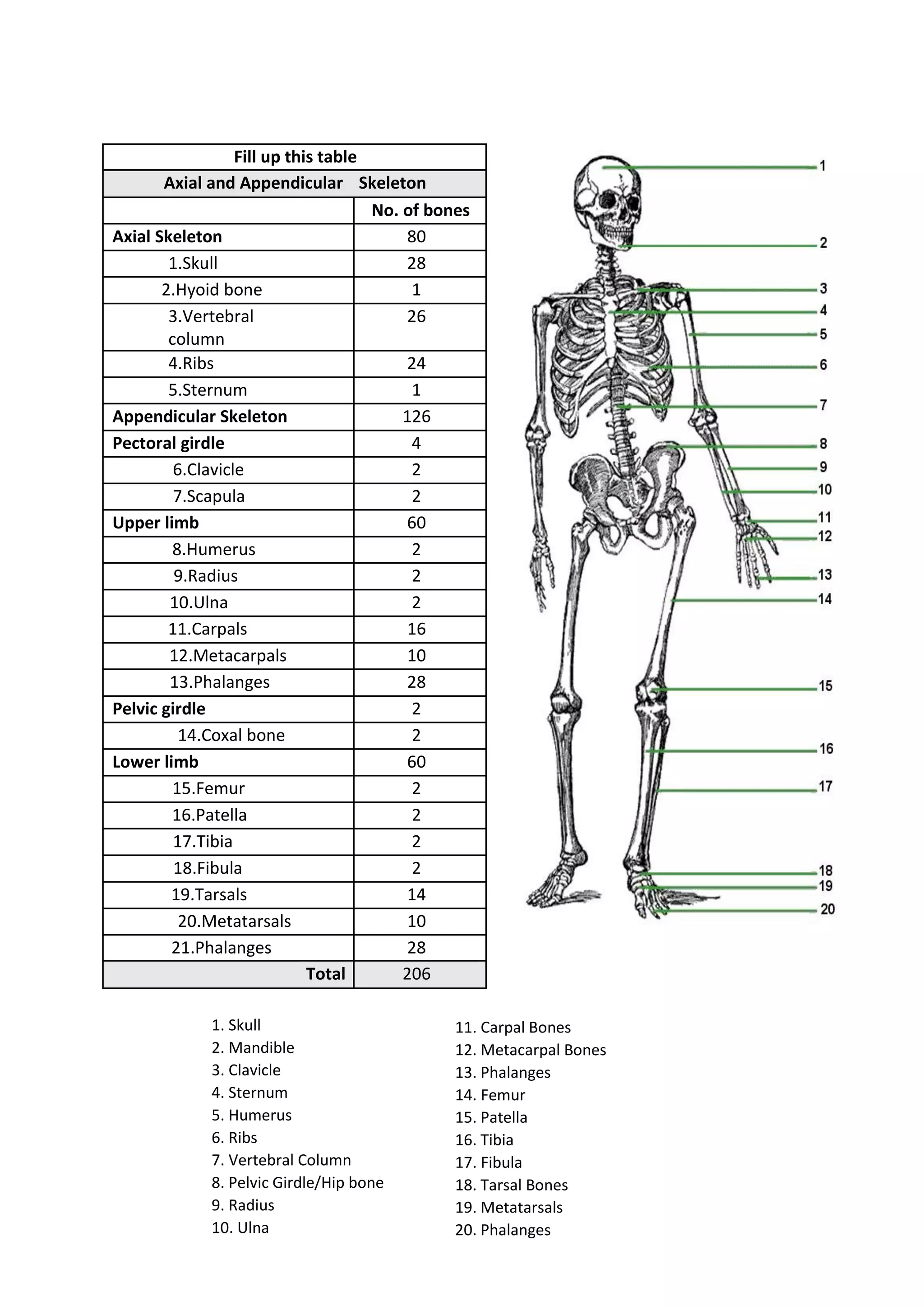 Fill up this table
Axial and Appendicular Skeleton
No. of bones
Axial Skeleton 80
1.Skull 28
2.Hyoid bone 1
3.Vertebral
column
26
4.Ribs 24
5.Sternum 1
Appendicular Skeleton 126
Pectoral girdle 4
6.Clavicle 2
7.Scapula 2
Upper limb 60
8.Humerus 2
9.Radius 2
10.Ulna 2
11.Carpals 16
12.Metacarpals 10
13.Phalanges 28
Pelvic girdle 2
14.Coxal bone 2
Lower limb 60
15.Femur 2
16.Patella 2
17.Tibia 2
18.Fibula 2
19.Tarsals 14
20.Metatarsals 10
21.Phalanges 28
Total 206
1. Skull
2. Mandible
3. Clavicle
4. Sternum
5. Humerus
6. Ribs
7. Vertebral Column
8. Pelvic Girdle/Hip bone
9. Radius
10. Ulna
11. Carpal Bones
12. Metacarpal Bones
13. Phalanges
14. Femur
15. Patella
16. Tibia
17. Fibula
18. Tarsal Bones
19. Metatarsals
20. Phalanges
 