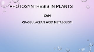 CAM
CRASSULACEAN ACID METABOLISM
PHOTOSYNTHESIS IN PLANTS
 