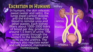 Salt Bladder GROUP 2EARTH AND LIFE SCIENCETVL H.E-B.pptx