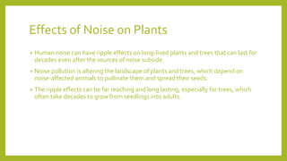 Effects of Noise on Plants
• Human noise can have ripple effects on long-lived plants and trees that can last for
decades even after the sources of noise subside.
• Noise pollution is altering the landscape of plants and trees, which depend on
noise-affected animals to pollinate them and spread their seeds.
• The ripple effects can be far reaching and long lasting, especially for trees, which
often take decades to grow from seedlings into adults.
 