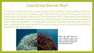 It is known as one of the seven natural wonders of the world but scientists believe the Great
Barrier Reef is dying at an alarming rate. Scientists believe climate change and rising sea
temperatures are rapidly killing parts of the Great Barrier Reef in Queensland. Coral bleaching
occurs when the water temperature heats up, with the living and breathing coral then expelling
what’s called ‘zooxanthellae’ — an algae which essentially helps the coral feed itself. Once this
algae is released by the coral, the core of the coral is exposed, which is what can be described as
‘the coral’s bright white skeleton.
Case Great Barrier Reef
 