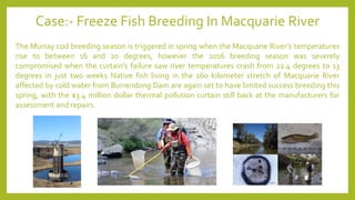 The Murray cod breeding season is triggered in spring when the Macquarie River’s temperatures
rise to between 16 and 20 degrees, however the 2016 breeding season was severely
compromised when the curtain’s failure saw river temperatures crash from 22.4 degrees to 13
degrees in just two weeks Native fish living in the 160 kilometer stretch of Macquarie River
affected by cold water from Burrendong Dam are again set to have limited success breeding this
spring, with the $3.4 million dollar thermal pollution curtain still back at the manufacturers for
assessment and repairs.
Case:- Freeze Fish Breeding In Macquarie River
 