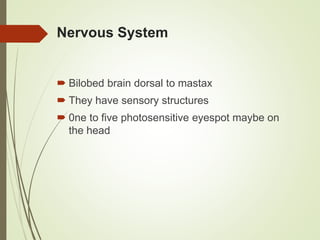 Nervous System
 Bilobed brain dorsal to mastax
 They have sensory structures
 0ne to five photosensitive eyespot maybe on
the head
 