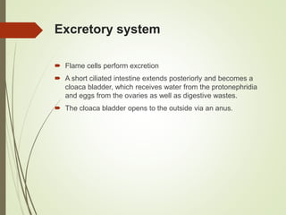Excretory system
 Flame cells perform excretion
 A short ciliated intestine extends posteriorly and becomes a
cloaca bladder, which receives water from the protonephridia
and eggs from the ovaries as well as digestive wastes.
 The cloaca bladder opens to the outside via an anus.
 