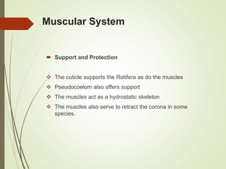 Muscular System
 Support and Protection
 The cuticle supports the Rotifera as do the muscles
 Pseudocoelom also offers support
 The muscles act as a hydrostatic skeleton
 The muscles also serve to retract the corona in some
species.
 