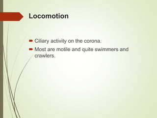 Locomotion
 Ciliary activity on the corona.
 Most are motile and quite swimmers and
crawlers.
 