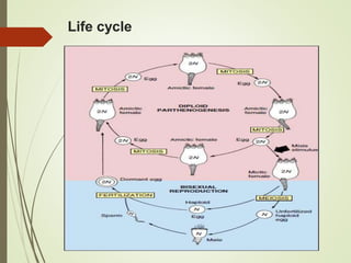 Life cycle
 