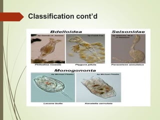 Classification cont’d
 