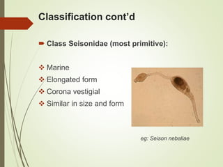 Classification cont’d
 Class Seisonidae (most primitive):
 Marine
 Elongated form
 Corona vestigial
 Similar in size and form
eg: Seison nebaliae
 
