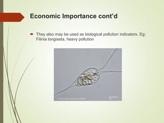 Economic Importance cont’d
 They also may be used as biological pollution indicators. Eg:
Filinia longiseta, heavy pollution
 