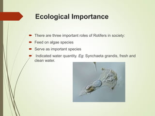 Ecological Importance
 There are three important roles of Rotifers in society:
 Feed on algae species
 Serve as important species
 Indicated water quantity. Eg: Synchaeta grandis, fresh and
clean water.
 