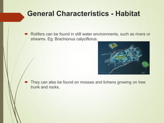 General Characteristics - Habitat
 Rotifers can be found in still water environments, such as rivers or
streams. Eg: Brachionus calyciflorus.
 They can also be found on mosses and lichens growing on tree
trunk and rocks.
 