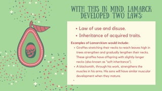 WITH THIS IN MIND, LAMARCK
DEVELOPED TWO LAWS:
Law of use and disuse.
Inheritance of acquired traits.
Giraffes stretching their necks to reach leaves high in
trees strengthen and gradually lengthen their necks.
These giraffes have offspring with slightly longer
necks (also known as "soft inheritance").
A blacksmith, through his work, strengthens the
muscles in his arms. His sons will have similar muscular
development when they mature.
Examples of Lamarckism would include:
 
