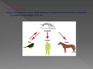 Vector transmission
Vector transmission occurs when an insect or animal transmits disease to humans
e.g. malaria and dengue fever etc.
 