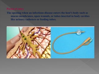 Portal of entry
The opening when an infectious disease enters the host’s body such as
mucus membranes, open wounds, or tubes inserted in body cavities
like urinary catheters or feeding tubes.
 