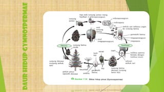 DAURHIDUPGYMNOSPERMAE
 