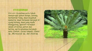 Cycadinae
Ciri-ciri Cycadinae yaitu tubuh
menyerupai pohon kelapa, batang
berbentuk tiang, daun majemuk
menyirip, daun tersusun berjejal di
ujung batang, daun yang muda
menggulung, sporofil tersusun
dalam strobilus jantan dan
betina, serta umumnya berumah
satu. Contoh Cycas rumphii, Zamia
sp., Microcycas sp., dan Dioon sp.
 