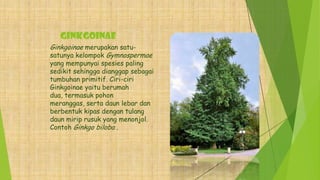 Ginkgoinae
Ginkgoinae merupakan satu-
satunya kelompok Gymnospermae
yang mempunyai spesies paling
sedikit sehingga dianggap sebagai
tumbuhan primitif. Ciri-ciri
Ginkgoinae yaitu berumah
dua, termasuk pohon
meranggas, serta daun lebar dan
berbentuk kipas dengan tulang
daun mirip rusuk yang menonjol.
Contoh Ginkgo biloba .
 
