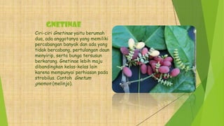 Gnetinae
Ciri-ciri Gnetinae yaitu berumah
dua, ada anggotanya yang memiliki
percabangan banyak dan ada yang
tidak bercabang, pertulangan daun
menyirip, serta bunga tersusun
berkarang. Gnetinae lebih maju
dibandingkan kelas-kelas lain
karena mempunyai perhiasan pada
strobilus. Contoh Gnetum
gnemon (melinjo).
 