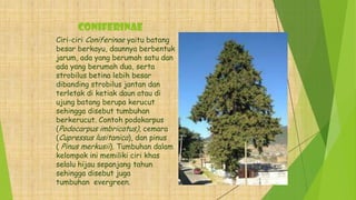 Coniferinae
Ciri-ciri Coniferinae yaitu batang
besar berkayu, daunnya berbentuk
jarum, ada yang berumah satu dan
ada yang berumah dua, serta
strobilus betina lebih besar
dibanding strobilus jantan dan
terletak di ketiak daun atau di
ujung batang berupa kerucut
sehingga disebut tumbuhan
berkerucut. Contoh podokarpus
(Podocarpus imbricatus), cemara
(Cupressus lusitanica), dan pinus
( Pinus merkusii). Tumbuhan dalam
kelompok ini memiliki ciri khas
selalu hijau sepanjang tahun
sehingga disebut juga
tumbuhan evergreen.
 