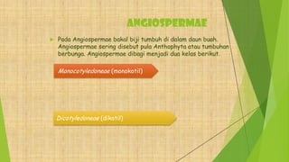 Angiospermae
 Pada Angiospermae bakal biji tumbuh di dalam daun buah.
Angiospermae sering disebut pula Anthophyta atau tumbuhan
berbunga. Angiospermae dibagi menjadi dua kelas berikut.
Monocotyledoneae (monokotil)
Dicotyledoneae (dikotil)
 