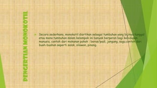 PENGERTIANMONOKOTIL
 Secara sederhana, monokotil diartikan sebagai tumbuhan yang bijinya tunggal
atau mono.tumbuhan dalam kelompok ini banyak berperan bagi kehidupan
manusia, contoh dari makanan pokok : beras/padi, jangung, sagu.contoh dari
buah-buahan seperti salak, silawan, pinang.
 