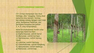 Dicotyledoneae (dikotil)
Ciri-cirinya mempunyai dua daun
lembaga, akar tunggang, tulang daun
menyirip atau menjari, batang
bercabang-cabang dengan ruas tidak
jelas, mempunyai kambium, dan
perhiasan bunganya berjumlah
2, 4, 5, atau kelipatannya.
Kelas Dicotyledoneae terdiri atas
beberapa famili berikut.
a) Euphorbiaceae, contoh karet.
b) Moraceae, contoh beringin.
c) Papilionaceae, contoh kacang
tanah.
d) Labiatae, contoh kentang.
e) Convolvulaceae, contoh kangkung.
f) Apocynaceae, contoh kamboja.
g) Rubiaceae, contoh kopi.
 
