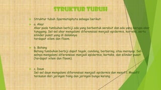STRUKTUR TUBUH
 Struktur tubuh Spermatophyta sebagai berikut:
 a. Akar
Akar pada tumbuhan berbiji ada yang berbentuk serabut dan ada yang berupa akar
tunggang. Sel-sel akar mengalami diferensiasi menjadi epidermis, korteks, serta
silinder pusat yang di dalamnya
terdapat xilem dan floem.
 b. Batang
Batang tumbuhan berbiji dapat tegak, condong, berbaring, atau merayap. Sel-
selnya mengalami diferensiasi menjadi epidermis, korteks, dan silinder pusat
(terdapat xilem dan floem).
 c. Daun
Sel-sel daun mengalami diferensiasi menjadi epidermis dan mesofil. Mesofil
tersusun dari jaringan tiang dan jaringan bunga karang.
 