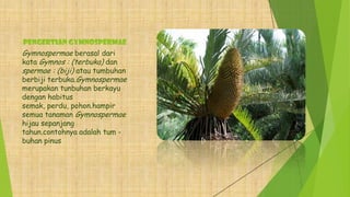 PENGERTIAN GYMNOSPERMAE
Gymnospermae berasal dari
kata Gymnos : (terbuka) dan
spermae : (biji) atau tumbuhan
berbiji terbuka.Gymnospermae
merupakan tunbuhan berkayu
dengan habitus
semak, perdu, pohon.hampir
semua tanaman Gymnospermae
hijau sepanjang
tahun.contohnya adalah tum -
buhan pinus
 