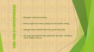 CIRI-CIRIGYMNOSPERMAE
 Mrupakan tumbuhan berkayu.
 Batang tegak lurus tanpa cabang,atau bercabanh cabang.
 Sebagian besar memilik daun mirip jarum atau sisik.
 Ada juga yang memiliki daun yang lebar dan tipis, contohnya :
Cycas, Gingko, Gnetum.
 
