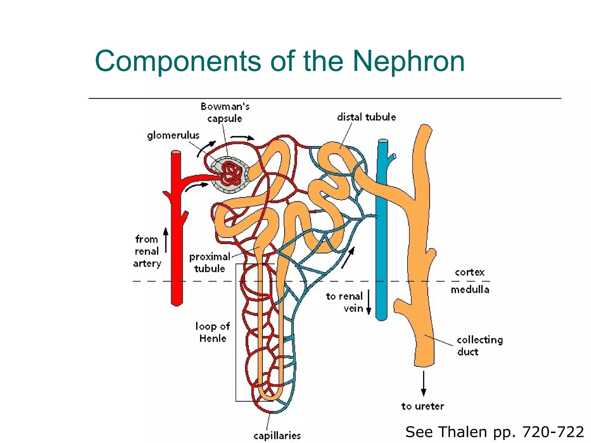 Components of the Nephron See Thalen pp. 720-722 