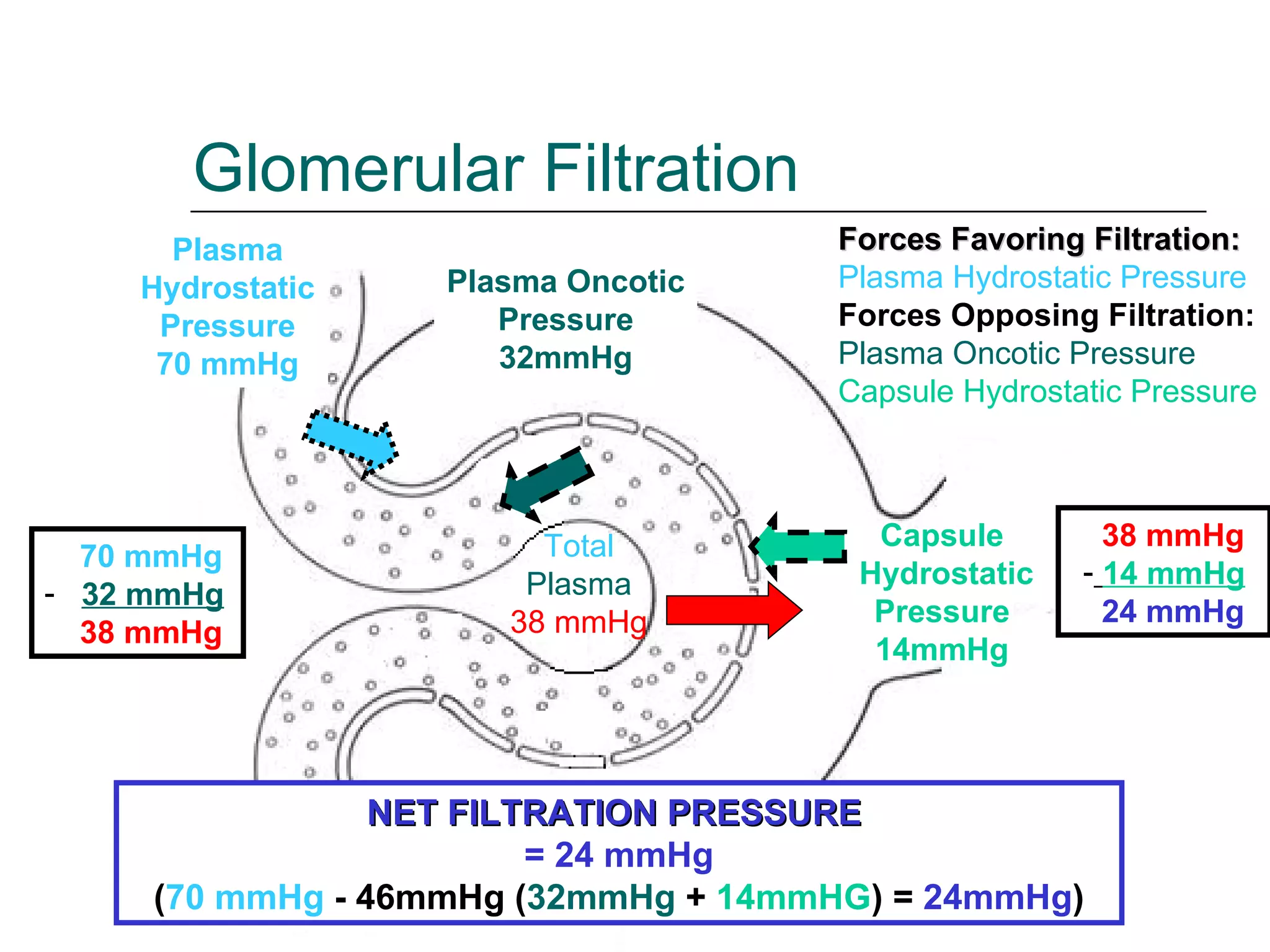 Glomerular Filtration Capsule Hydrostatic  Pressure 14mmHg Plasma Hydrostatic Pressure 70 mmHg Plasma Oncotic Pressure 32mmHg 70 mmHg 32 mmHg   38 mmHg Total Plasma 38 mmHg 38 mmHg 14 mmHg 24 mmHg Forces Favoring Filtration: Plasma Hydrostatic Pressure Forces Opposing Filtration: Plasma Oncotic Pressure Capsule Hydrostatic Pressure   NET FILTRATION PRESSURE  = 24 mmHg ( 70 mmHg  -  46mmHg  ( 32mmHg  +  14mmHG ) =  24mmHg ) 
