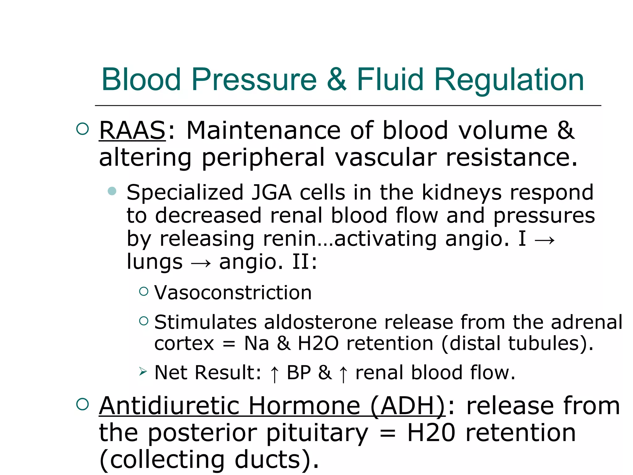 Blood Pressure & Fluid Regulation RAAS : Maintenance of blood volume & altering peripheral vascular resistance. Specialized JGA cells in the kidneys respond  to decreased renal blood flow and pressures by releasing renin…activating angio. I  ->  lungs -> angio. II:  Vasoconstriction Stimulates aldosterone release from the adrenal cortex = Na & H2O retention (distal tubules). Net Result: ↑ BP & ↑ renal blood flow . Antidiuretic Hormone (ADH) : release from the posterior pituitary = H20 retention (collecting ducts). 