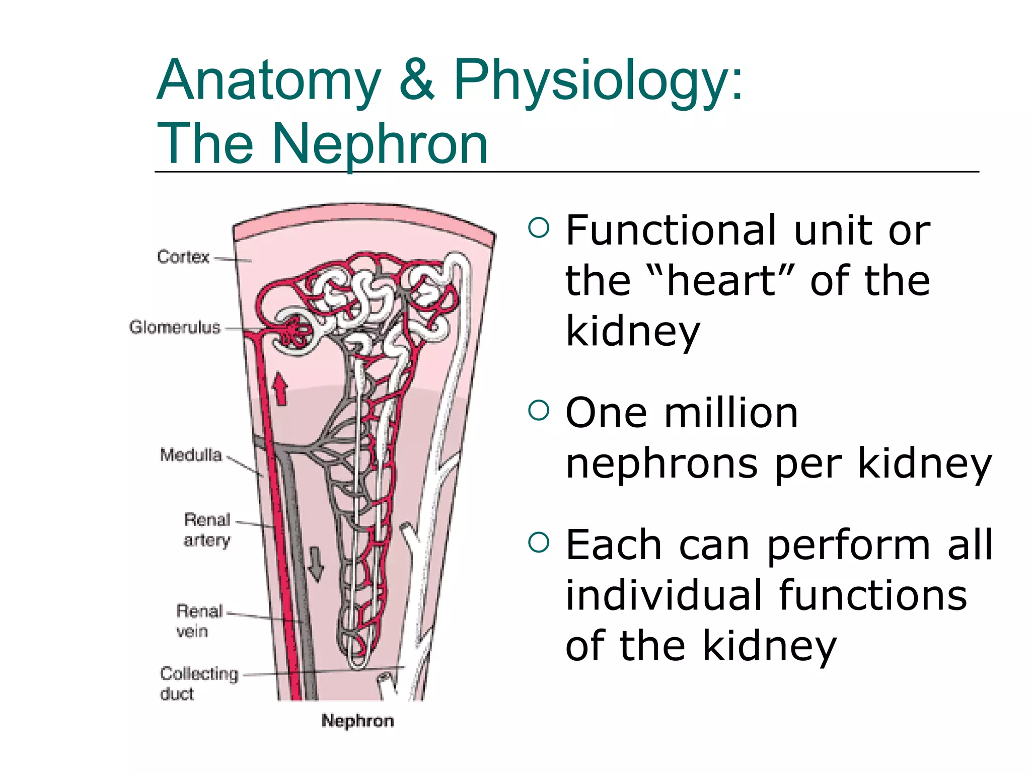 Anatomy & Physiology:  The Nephron Functional unit or the “heart” of the kidney One million nephrons per kidney Each can perform all individual functions of the kidney 