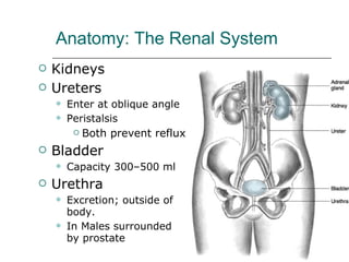 Anatomy: The Renal System ,[object Object],[object Object],[object Object],[object Object],[object Object],[object Object],[object Object],[object Object],[object Object],[object Object]