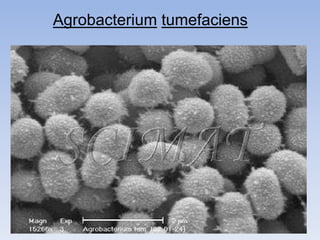Agrobacterium tumefaciens
 