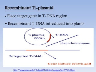 Recombinant Ti-plasmid
 Place target gene in T-DNA region.
 Recombinant T-DNA introduced into plants
http://www.csun.edu/~hcbio027/biotechnology/lec2/PL/pl.htm
 