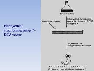Plant genetic
engineering using T-
DNA vector
 