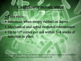 Cauliflower mosaic virus
 DNA virus
 Infectious when simply rubbed on leaves
 Mechanical and aphid mediated transmission
 Up to 106 copies per cell within 3-4 weeks of
infection in plant.
Use of viral vectors for vaccine production in plants, M Carmen Cañizares, Liz Nicholson
and George P Lomonossoff. John Innes Centre, Norwich, UK
 