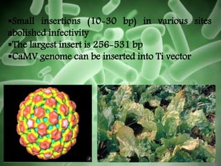 Small insertions (10-30 bp) in various sites
abolished infectivity
The largest insert is 256-531 bp
CaMV genome can be inserted into Ti vector
 