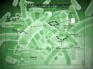 transcription
nucleus
35S RNA
19S RNA
translation
Reverse transcription
uncoating
Gene IV
Gene V
Gene III/IV
assembly
Inclusion body
(gene VI)
Gene I
CaMV activity in plant cell
 