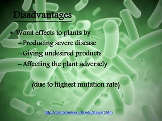 Disadvantages
 Worst effects to plants by
–Producing severe disease
–Giving undesired products
–Affecting the plant adversely
(due to highest mutation rate)
http://plantsciences.utk.edu/stewart.htm
 